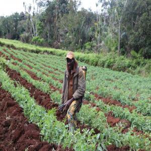 URGENT 106 HECTARES DE TERRAIN AGRICOLE A VENDRE - mine terrain concession terrain agricole titre de plus de 106 hectares a vendre a batchenga, arrondissement situé a 60 km de yaoundé lieu dit sct à 1500 fcfa/m2. zone de savane, au sol plat et très fertile.terrain accessible par voiture, à 5 km de la route bitumée