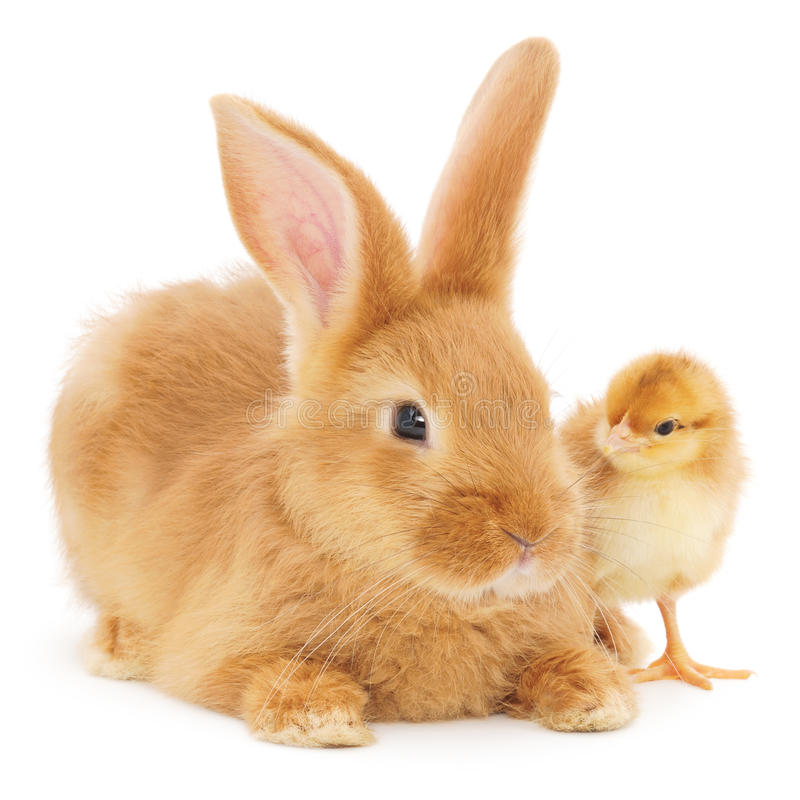 poulet et lapin  - viandes et oeufs vente et dustrubution poulet et lapin merci de nous contacter .