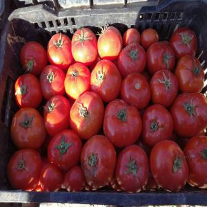 Fruits et Legumes d'Algerie - fruits et légumes nous mettons à votre disposition une grande quantité de fruits et légumes du sud de l'algérie,  (pomme de terre,  tomates,  poivrons,  concombre,  oignon,  raisin,  navet,  dattes,  cacahuètes etc...). nous recherchons des acheteurs ou grossistes dans tous les pays,  nous so