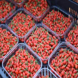 SUPER FRUIT GOJI BERRIES - fruits et légumes bonjour,  --nous sommes la plus grande ferme,  en termes d'espace cultivé,  de goji en afrique,  moyen orient et europe. nous recherchons des partenaires et clients pour commercialiser du goji  frais ou bien séché en europe. --notre production de cette année est presque prete