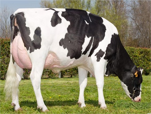 prim'holstein - animaux vivants je voudrais acheter la race bovine laitière prim’holstein ou montbéliard.je demande le prix estimatif de chacune -- merci à tout le monde  