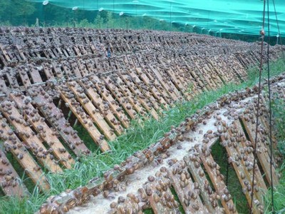 Escargot du Maroc  - coquillage crustacé situé au maroc nous produisons des escargots gros gris très bon calibre sous de très bonnes conditions d'élevage. nous cherchons des acheteurs en europe. quantités disponibles -30 tonnes. 