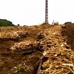 Racines de gentianes jaunes CULTIVEES sèches - matiere vegetale racines de gentianes jaunes des montagnes d'auvergne (appellation certifiée ddaf) cultivées.----qualités garanties séchage rapide sous serre,  longue conservation,  très faible teneur en terre.--ethiques- à jour toutes cotisations et impôts,  respect des 