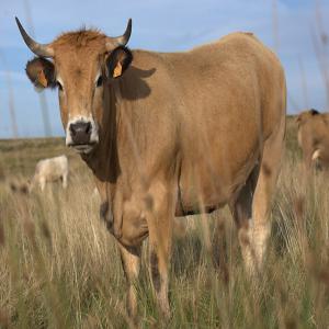 cherche des vaches a viande  - animaux vivants bonjour on est une société algérienne,  on est intéressé par les vaches a viande ,  nous cherchent un fournisseur au canada