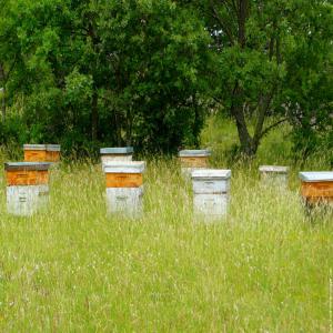 essaims avec  de jeune reine  - animaux vivants je dispose des essaims dans bon état avec une reine tellement jeune et les abeilles non agressifs et de productivité élevé .   