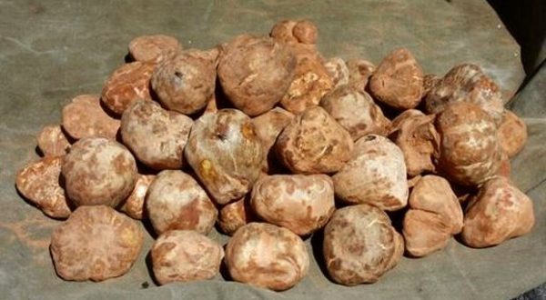 Truffes d'exelente qualité - champignon levure afin de célébrer le début de sa commercialisation de truffes du désert,  entame une offre sur espaceagro visant à promouvoir son nouveau domaine d'activité. dans ce sens,  biport a sélectionné une quantité restreinte des meilleurs truffes 