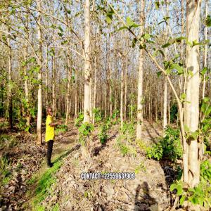 vente de Bois de Teck - horticulture plante biocarburant plantation de bois de teck de plus de 50 hectares à vendre dans la région de vavoua,  les plantations ont entre 5 et 20 ans,  nous vendons les pieds à 10000f cfa(il est à débattre)