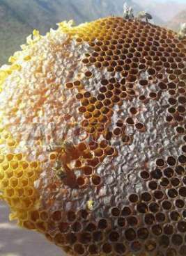 miel pur - produits sucrés on dispose de 23 tonnes de pur miel du maroc.--nos abeilles veillent à ce que leur produit soit le meilleur en errant dans les plaines,  jardins,  forets etc.. collectant les meilleurs fleurs une par une ; certaines qualités de miel sont bien connues chez les locaux pour leurs grandes pr