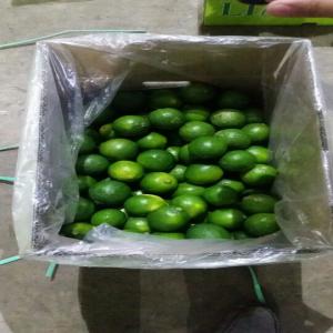 Fresh Lime Seedless - fruits and vegetables --we would like to offer you a product which is fresh lime seedless.--specification as the following---size- 4-5 cm--color- fresh green