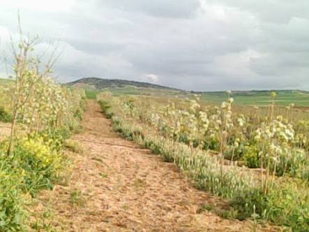 Cherche partenaire pour investir en Algérie - Investissement capitaux je suis un malien je suis à la recherche d'un partenaire pour realisé un projet d'agriculture , l'immobilier ou d'elevage avec une personne qui est du domaine responsable et serieux. j'ai un fond de 1.500.000 euros pour démarré le projet merci de me contact sauf si vous et