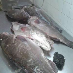 Poissons du Sénégal frais