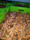 Dattes naturelles  à vendre  - fruits et légumes dattes naturelles  ( branchées  et  sec)  quantité 280 tonnes . --           . branchées  en lames  30 tonnes --            .sec en caisses 250 tonnes    -- a 0°c et à 65% d'humidité .--conditionnement possibilité de passer par une station d'export --le 