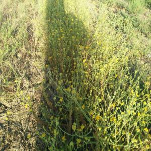 Camomille bleue (tanaisie annuelle) - huiles bonjour --je suis un particulier qui prépare une culture de 22 hectares de camomille bleue (tanacetum annum ) la distillation a commencé ce mois de juillet  2018 nous avons actuellement 40 kg de huile essentielle en stock en augmentation chaque jour .