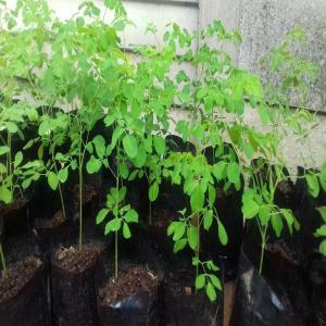 moringa algerie - fruits et légumes bonjour,  je met en vente plant poudre et feuilles seches de moringa oleifera bio,  ni pesticide ni engrais chimique juste organique,  lieux alger