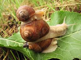 je cherche formation sur l'elevage d'escargot - coquillage crustacé bonjour a tous je suis un jeune tunisien et je veux faire une formation sur l'elevage d'escargot  quel q'un qui est experimenté peut m'aider ,  mercie