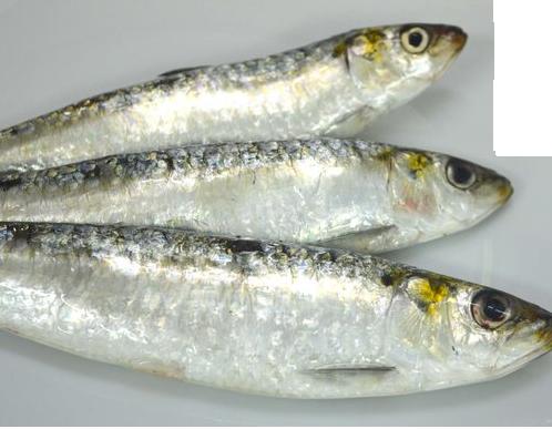 j ai besoin des sardine frais de 8-10 piece/kg - poissons j ai besoin de la sardine frais frais frais frais de la region de dakhla vers casablanca ou kenitra mais frais frais frais de 8-10 pièce/kg de 30 a 40 tonnes par mois