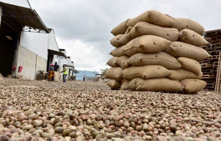 Disponibilité de noix d'Acajou au Bénin - fruits secs et graines grillées acajou--on mets en vente des produits tropicaux de la qualité supérieure  d'acajou bien traiter et mise en sac de jutes et pret pour l'exportation. nous assurons le transit et l'embarcation dans le navire en prenant soin de l'assurer voila les procédure vitraux de notre entrepri