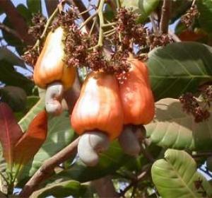 noix d'acajoux - fruits secs et graines grillées je suis un jeune, dans la negoce de noix d'acajoux et de produit divers, et je recherche des partenaire des acheteur ou a vous representez au senegal merçi pour la comprehension.