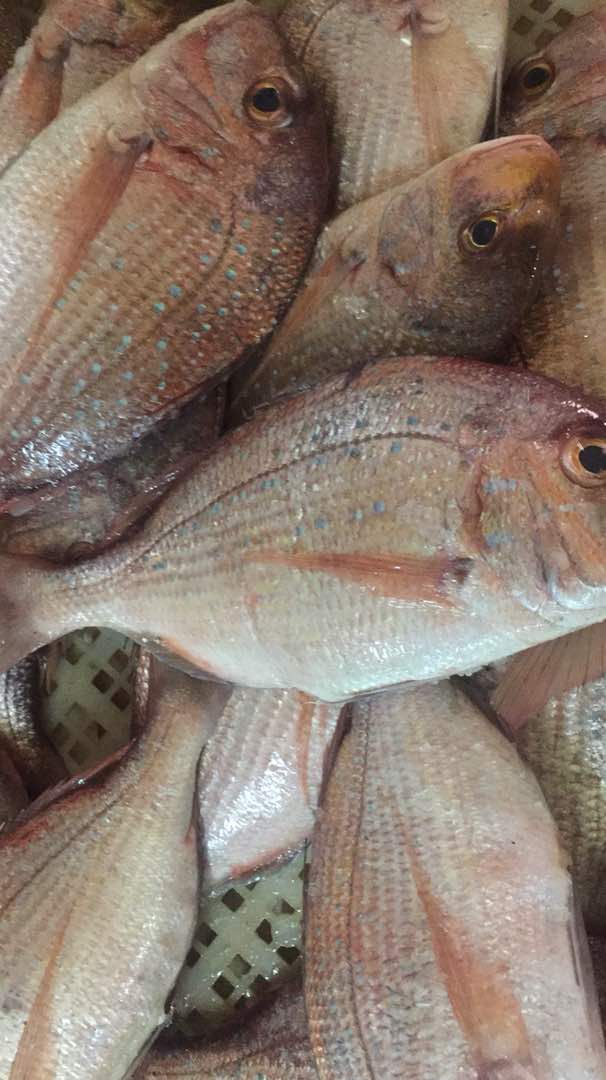 Fresh fish Export From Senegal - fish hi , --we are an exportator company of fresh fish by plane from senegal .are you interested by fresh fish from senegal.--sincerely 