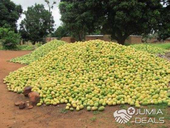 vente de mangue  - fruits et légumes la je suis a la vente de mangue kint --si ya des client qui sont a la recherche de mangue qu il me contacte-- bien a vous 