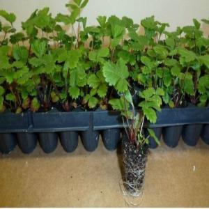 Stolons de fraises des bois proffessionnels - horticulture plante biocarburant stolons de fraises des bois proffessionnels. diverses varietees disponibles. reine des vallees--yellow wonder white soul pour plus d info contactez nous.--- 0, 50 eur--- 10.000 