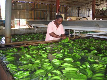 Banane douce naturelle en vente - fruits et légumes nous disposons d'une enorme quantité de banane douce produite naturellement sans aucun additif à vous offrir au bon prix. nous recoltons plus de 5 conteneurs 40 pieds par mois et nous cherchons des acheteurs serieux pouvant signer les contrats à court ou à long terme. nou