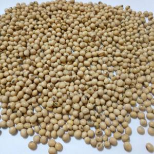 Soya beans - coffee cocoa tea oil content 19%min--protein 35%max--admixture 0.2%max--moisture--14%max--impurities--min 1%--please contact us for more details