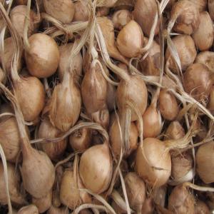 Recherche bulbes de Safran crocus sativus - épices aromates bonjour,  --dans l'optique de cultiver une quantité relativement importante de safran,  nous aimerions pratiquer des essais au mois du juin avec diverses bulbes. il serait donc préférable pour nous de trouver des fournisseurs qui seraient capable de nous fournir une plus grande qu