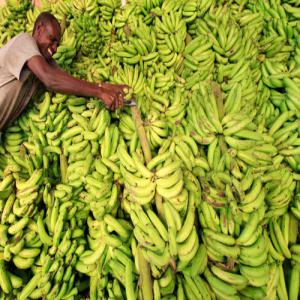 Bananes kawadis cote d'ivoire ou ghana - fruits et légumes urgent besoin d'un conteneur/semaine de bananes kawadiss provenant de la cote d'ivoire ou ghana arrivé port dakar cif.--veuillez me contacter