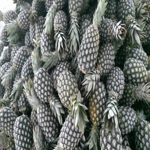 ventes de meilleur ananas - fruits et légumes  je suis un fournisseur de meilleur ananas d'orige benin.je suis a la recherche des clients sérieux.je suis pret a vous fourni plus de 2000 tonnes. la tonne est a 769, 23€