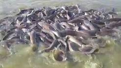 Poissons Chat - poissons nous mettons en vente des poissons chats clarias bio élevés dans de  bonnes conditions sur une ferme située à porto-novo. n'hésitez pas a nous contacter pour plus de détails.