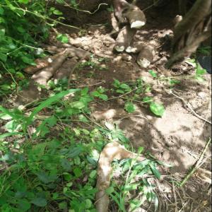 Manioc de variété Bocou 1 de Côte d'Ivoire - Bio - féculents a vendre - manioc de la variété bocou 1 développée par le cnra.--cette variété convient aussi bien pour la fabrication du gari ou de l'attiéké,  que pour la transformation en farine,  en amidon ou autres.--produits de façon naturelle,  sans