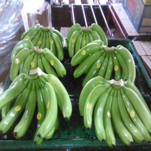 Je cherxhe des importateurs/ acheteurs de banane  - fruits et légumes exportation de banane de haute qualité de l'équateur vers touts les pays du monde. la quantité est illimité et les prix sont très intéressants. 