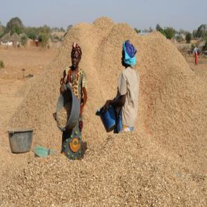 vente d'arachide - céréales jai constater cette année une sur production des paysans de mon pays en arachide et je voudrais leur trouver un moyen de les sauver parceque la seule entreprise achéteur n'a pas pu tout acheté et il vraiment injuste que nos parents paysans soit obligé de perdre touts leur