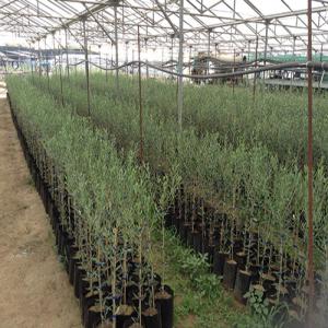 Sapling  of Olive tree - seed plant seed we can supply with big number of small olive trees ( 1-2 years old),  to any country. greek variety,  the best