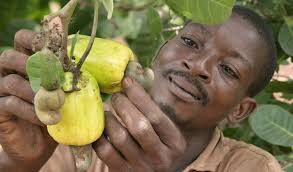 L'acajou - matiere vegetale je suis étudiant en première année à herci ( haute école régional de commerce international) mon père est chauffeur et ma mère est commerçante de tomates,  j'ai l'habitude depuis mon enfance de l'accompagner dans les villes de mon pays po