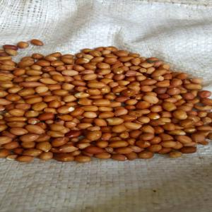 Recherche de producteur ou partenaire - céréales we have peanut in good quality and very good quality,  we can discurs on the price 