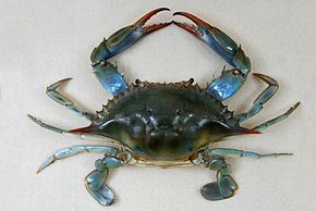 Crabe bleu grande quantité et excellent prix - poissons je cherche des clients pour acheter le délicieux crabe bleu tunisien un prix exceptionnel quantité illimitée ce crable bleu contient  une importante quantité de protéines et une faible teneur en graisses saturées,  ce qui lui confère des vertus di&eacu