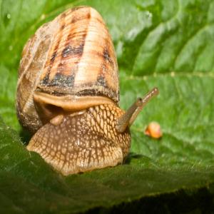 Vente des escargots vivants - animaux vivants on est dans la recherche des clients pour vendre la production des escargots vivants qu'on a chaque mois. on vous propose des escargots vivants helix lucorum,  environ 7, 5 tonnes/mois et helix pomatia,  environ 7, 5 tonnes /mois. le prix est négociable en function de la quantité demand&ea