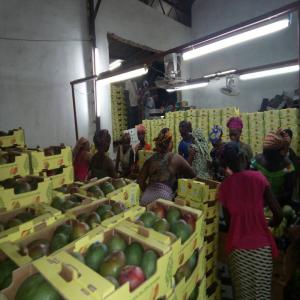 Banane Mangue Avocat Ananas Noix de cajou coco - fruits et légumes société panell export import de la côte d'ivoire. --nous sommes un fournisseur des fruits exotiques et fruits secs.--les produits disponibles sont les suivants - ----- banane douce/cavendish /plantin --- mangue --- noix de coco --- avocat--- ananas --- papaye --- maïs jaune et bl