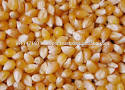 White and yellow Corn Maize for human  - seed plant seed white corn- --type-     corn     --glutinous-     glutinous     --style-     dried--drying process-     sun dried     --cultivation type-     common     --color-     white--length (cm)-     1.1     --maturity-     100%     --place of origin-  south africa--botanical name-     zea mays     --purity- 