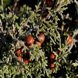 Huile essentielle de Genévrier de mer - matiere vegetale huile essentielle de genévrier de mer (juniperus phoenicea var. turbinata). --nous proposons 40 litres par année.--origine- portugal