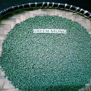 GREEN  MUNG BEAN - semence graine plant importante société d'exportation en grain sec offre du green mung bean  machine cleaned,  sechage naturel ,  grade 1 dans des polypropylenes bags 25kg/50kg.--indicative fob price 818 usd/mt--expédition immédiate--quantité - 1tc 20  en green--nous contactez par e-mail