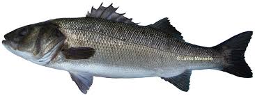 EXPORTATEUR ET IMPORTATEUR DU POISSON  - poissons nous mettons à votre disposition une large gamme du poisson marocaine frais.nous sommes exportateurs vers l’afrique et europe et l’asie.   