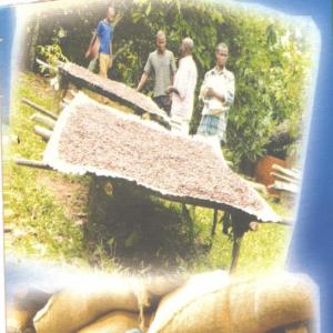 PRODUCTION - café cacao thé nous produisons du café et du cacao de grade 1 et grade 2 nous sommes une coopérative agricole  régie par la loi de notre pays la cote d'ivoire ; par les normes ohada .nous produisons 400 tonnes à la grande campagne et 250 tonnes.la grande capagne court d'octobre à