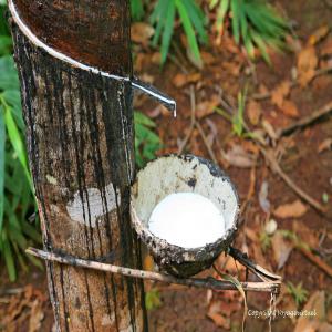 Produits Agricoles  - autres nous disposons de produits divers notamment le maïs,  le roucou,  le soja blanc et vert,  huile de palme etc.--qte - minimum 1000 t  --