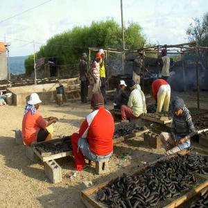 Vente des concombres de mer secs - coquillage crustacé bonjour a tous les acheteurs de concombres de mer .--je dispose de 2000 kg de concombres sec de très bonne qualité à vendre.--la transaction est rapide et simple car l'acheteur n'a pas besoin des papiers ou des autorisations spéciales pour acheter le produit chez au camer