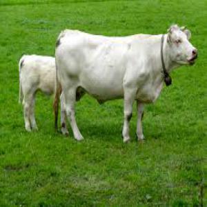 recherche client bovins ou maroc - animaux vivants pour tous les  acheter marocain qui veule des vache holstein  ou des vache montbéliarde ou vache limousine  importe des animaux vivant ou maroc avec tous les document sanitaire et vaccin  je m’occupe des achat et du transport   on  france verre le maroc je suis a votre disposition cordialemen