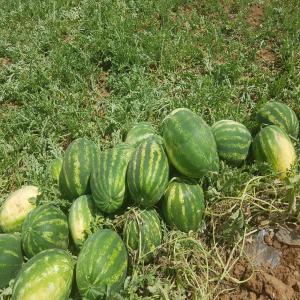 Watermelon, cucumbers, onion - fruits and vegetables our company sells watermelons,  cucumbers and onion,  romanian origin,  in large quantities at a producer price. we offer watermelon in different sizes and varieties,  on bulk or packed. for more informations you can call in english.