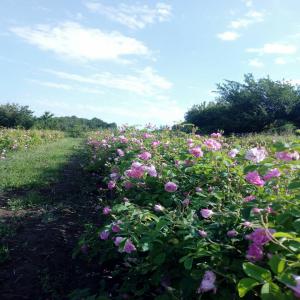 Je vends pétales séchés de Rose Damascena Bulgare - matiere vegetale bonjour, --je suis cultivateur de pétales séchés de la rose damascena bulgare. --installé à bratsigovo (4579 à bulgarie),  je dispose de 15000 m2 de roses et d’un séchoir pour sécher les fleurs des roses. --je vous sollicite pour savoir si vous s